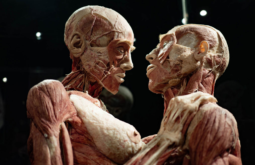 Human Body at Body Worlds