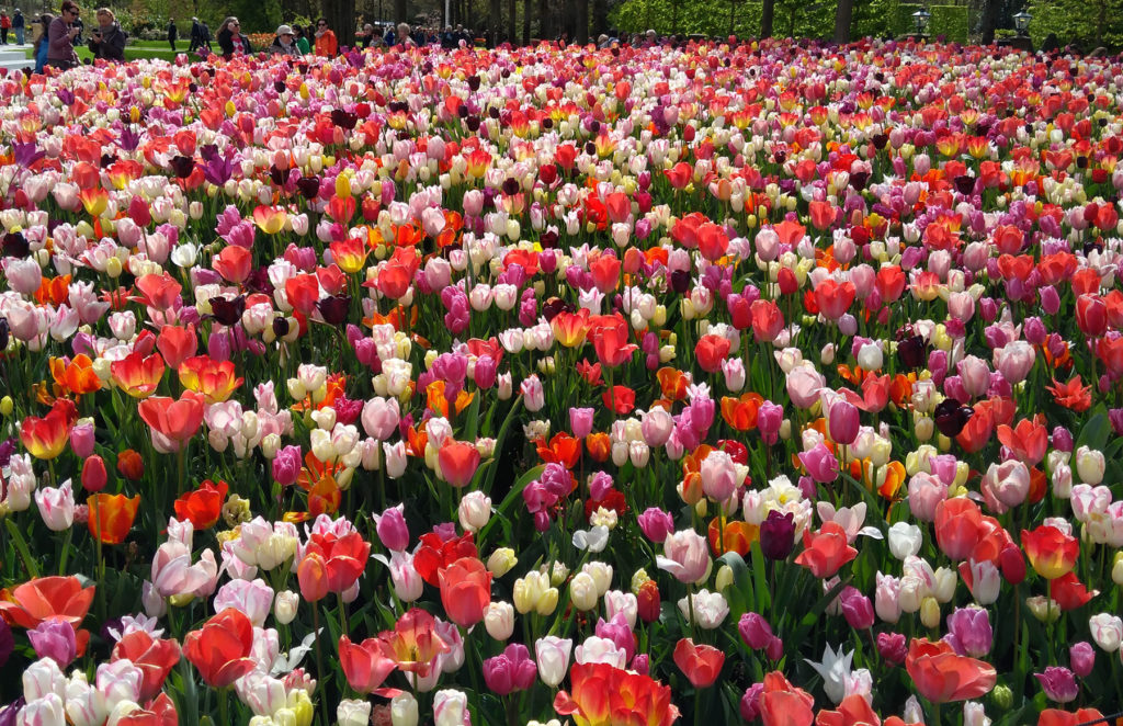 Blühende Tulpenfelder in Keukenhof