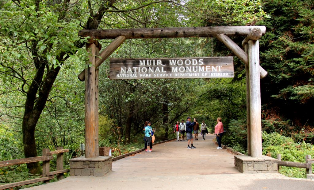 Mighty Redwoods in Muir Woods