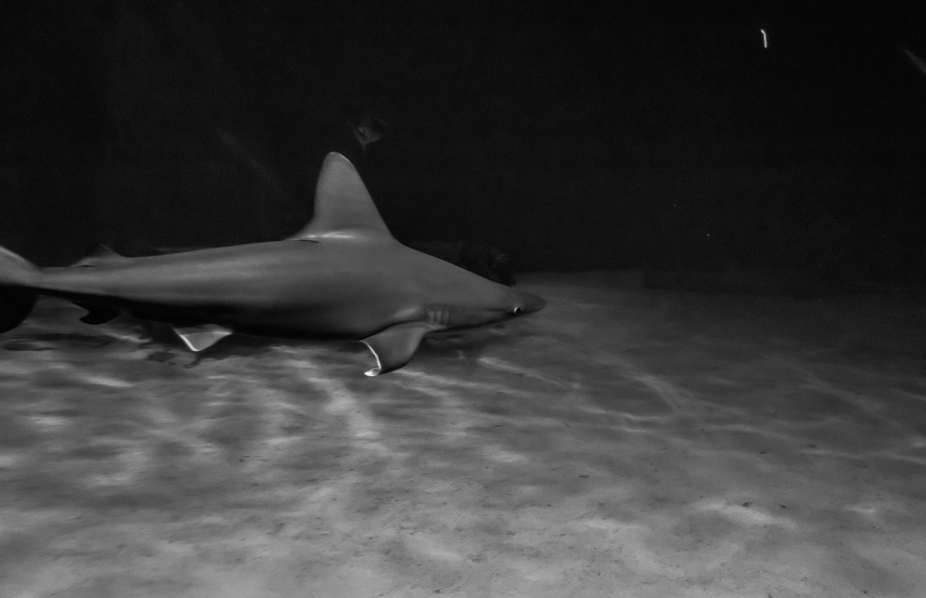 Meet the predators at the Shark Reef Aquarium.