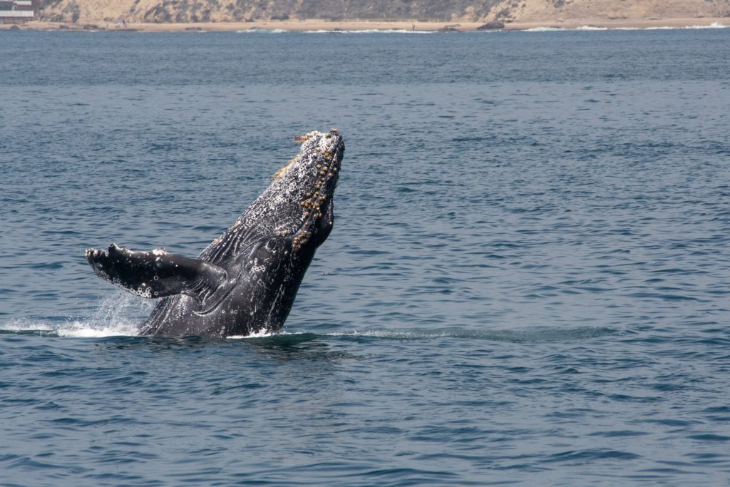 Whale Watching!